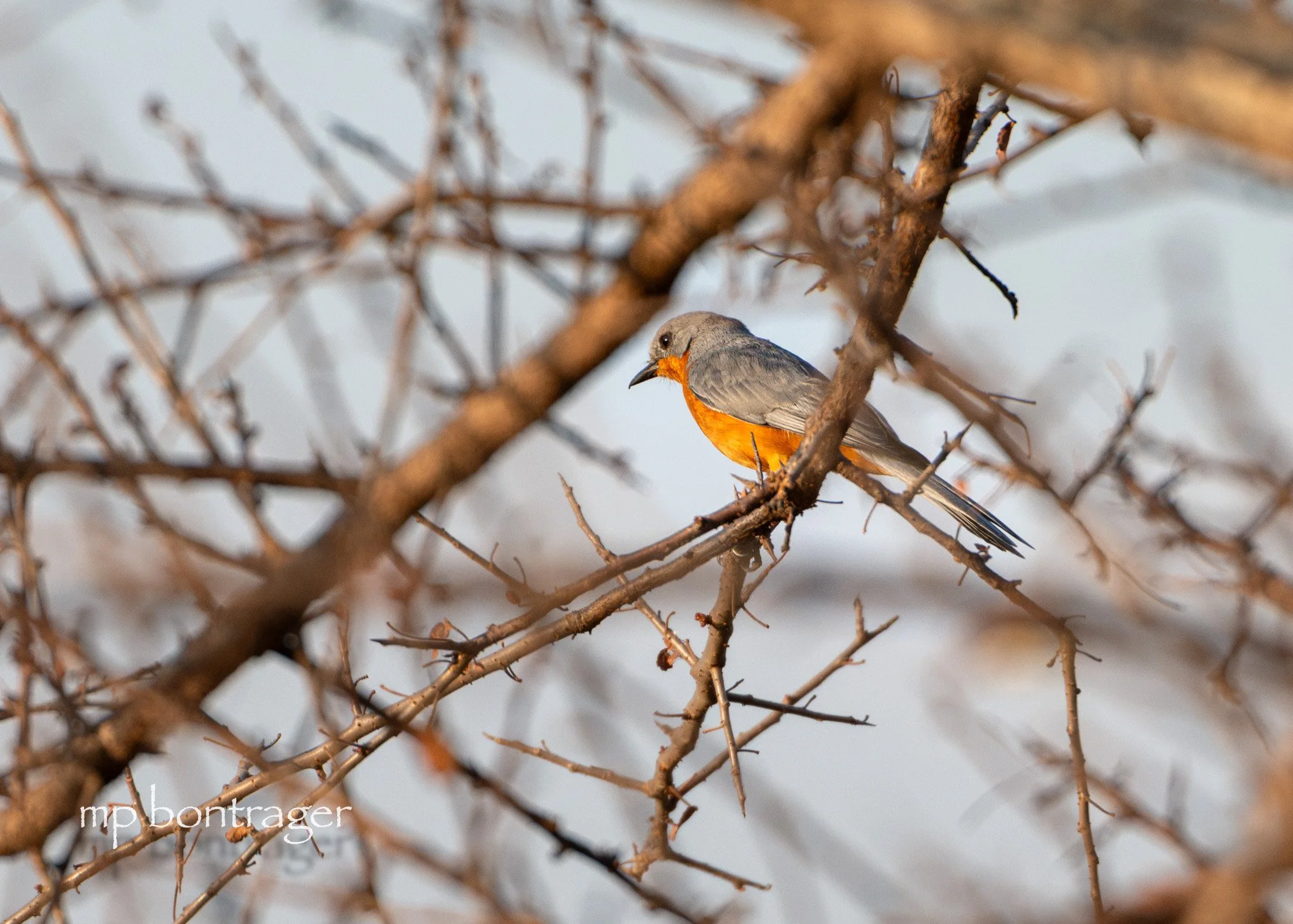 Silverbird (a flycatcher)
