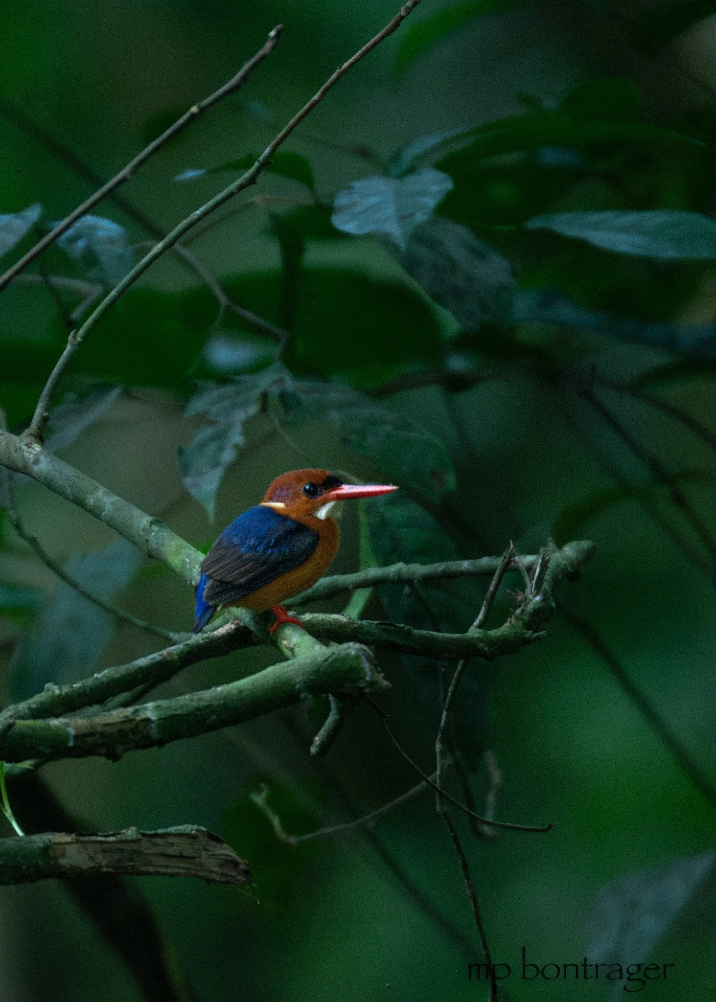 Brown-breasted Kingfisher, Semuliki NP
