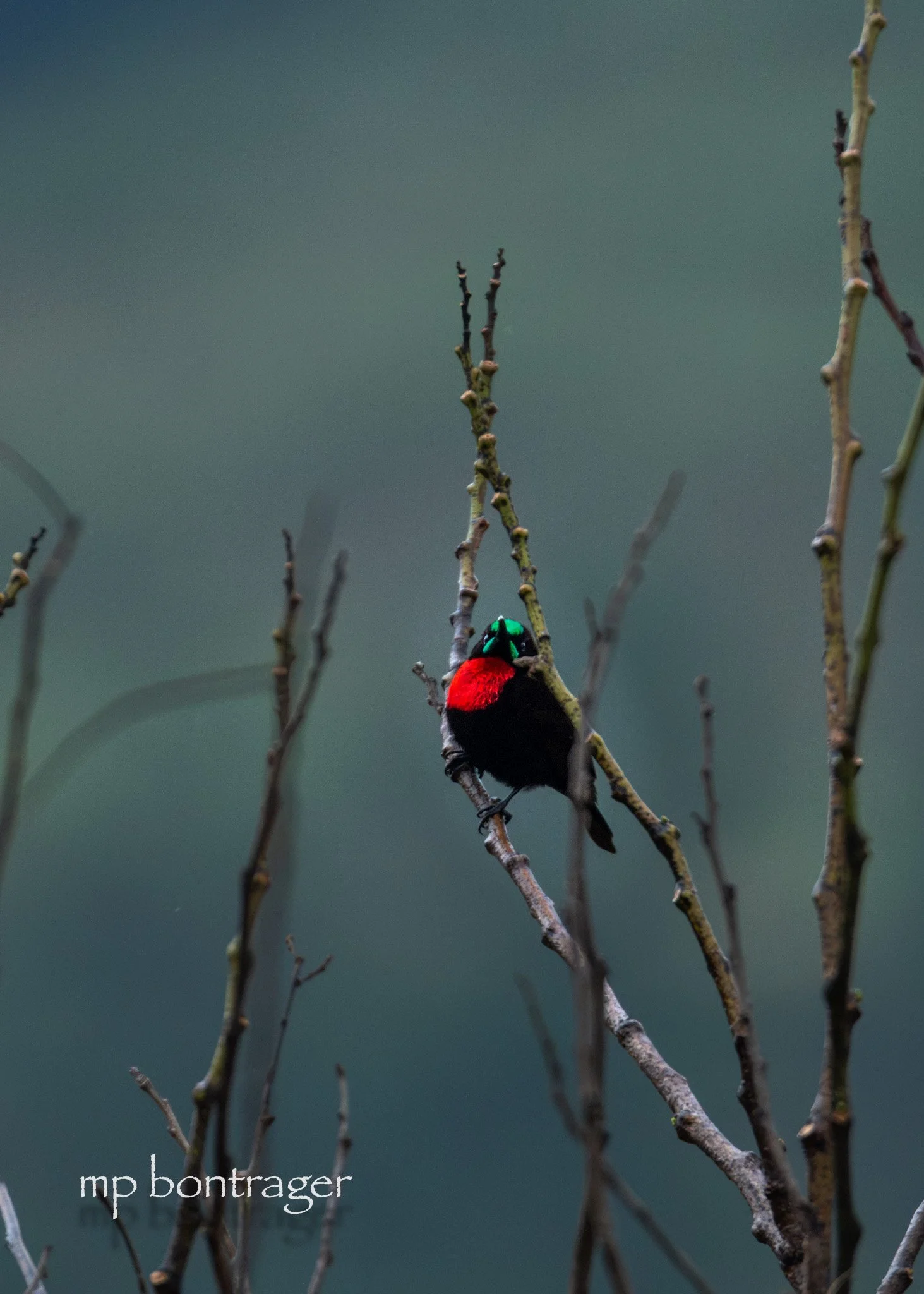 Scarlet-chested Sunbird in Semuliki NP