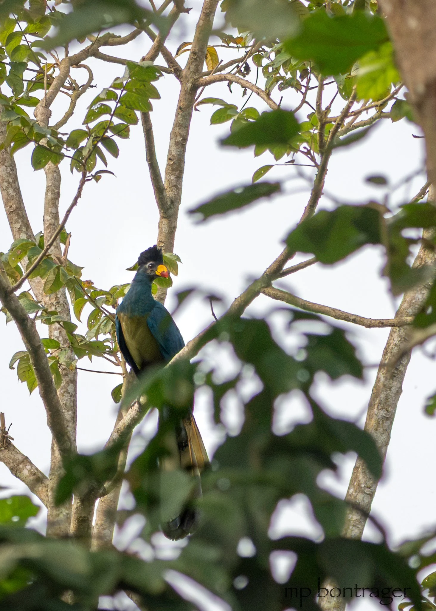 Great Blue Turaco