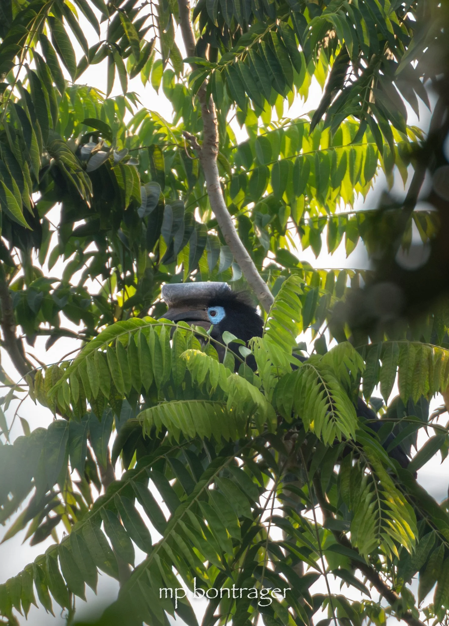  Black-casqued Hornbill