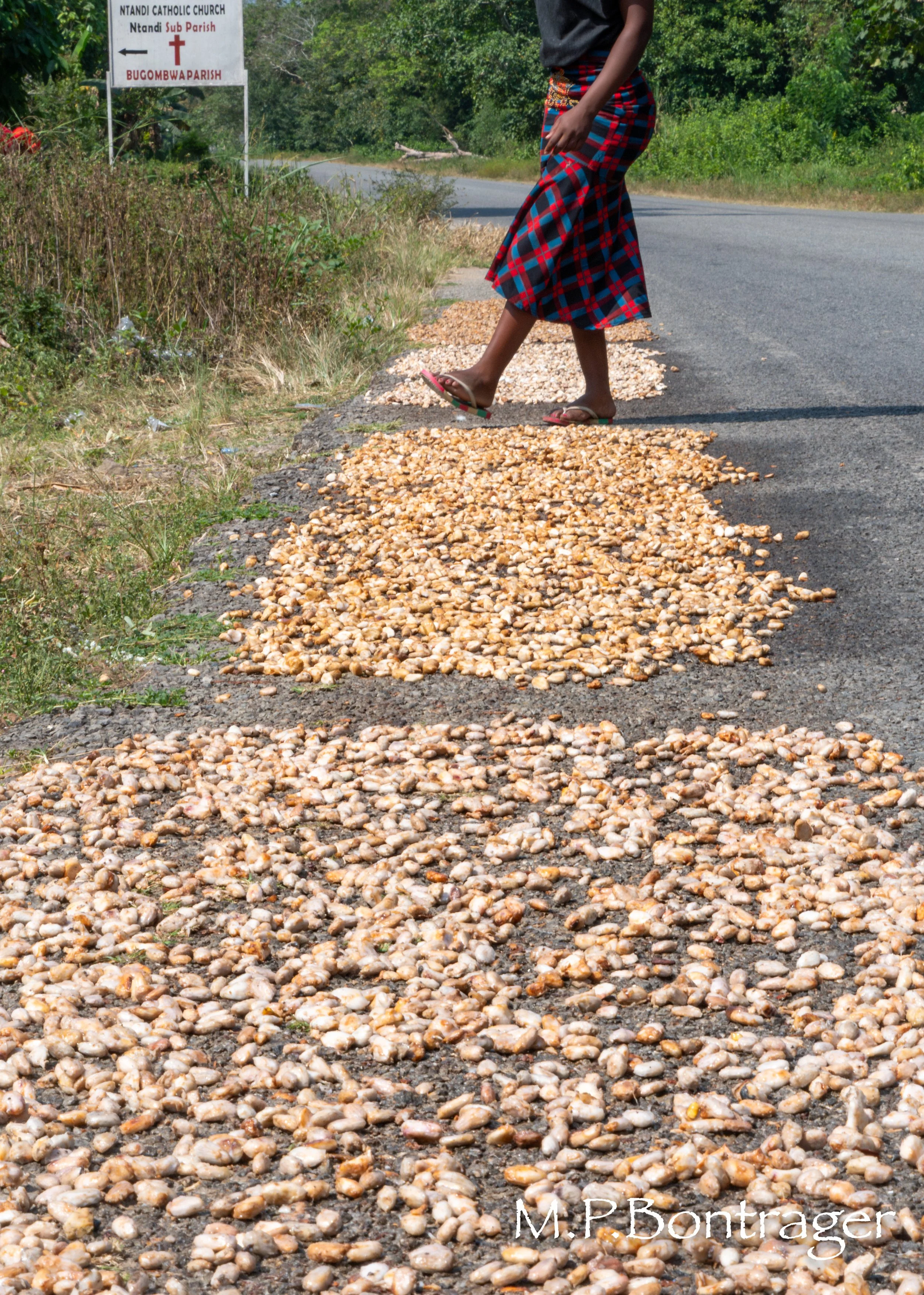 cacao beans dryg.jpg