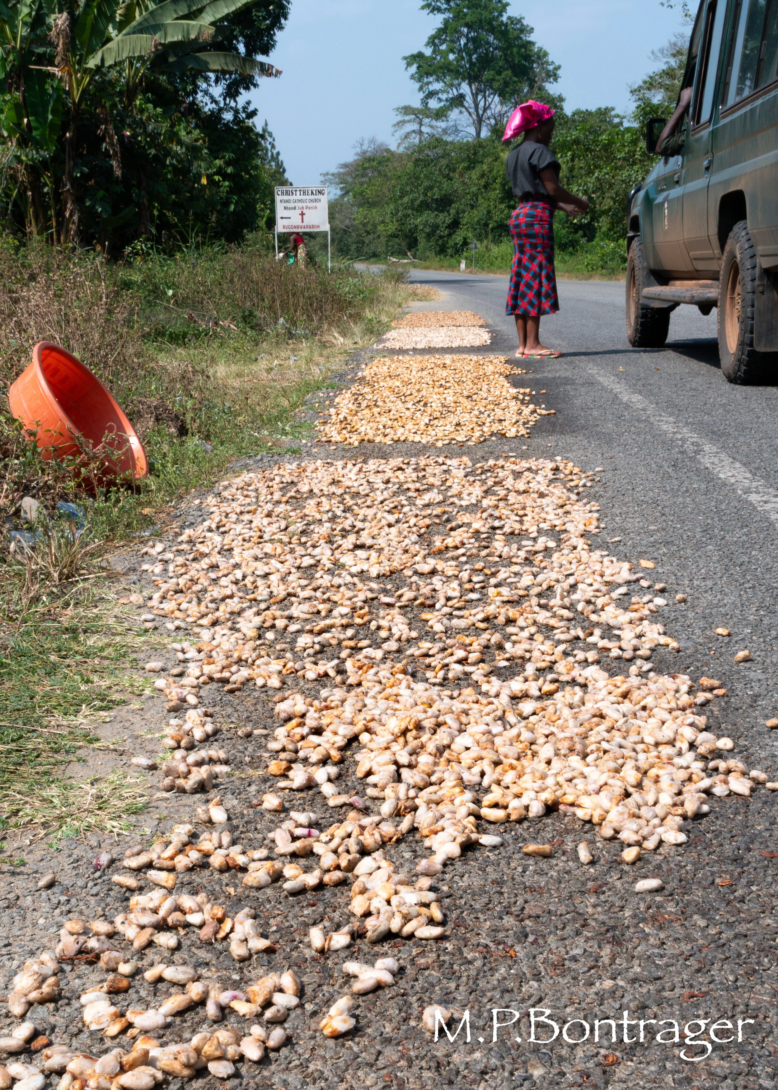 cacao beans drying.jpg