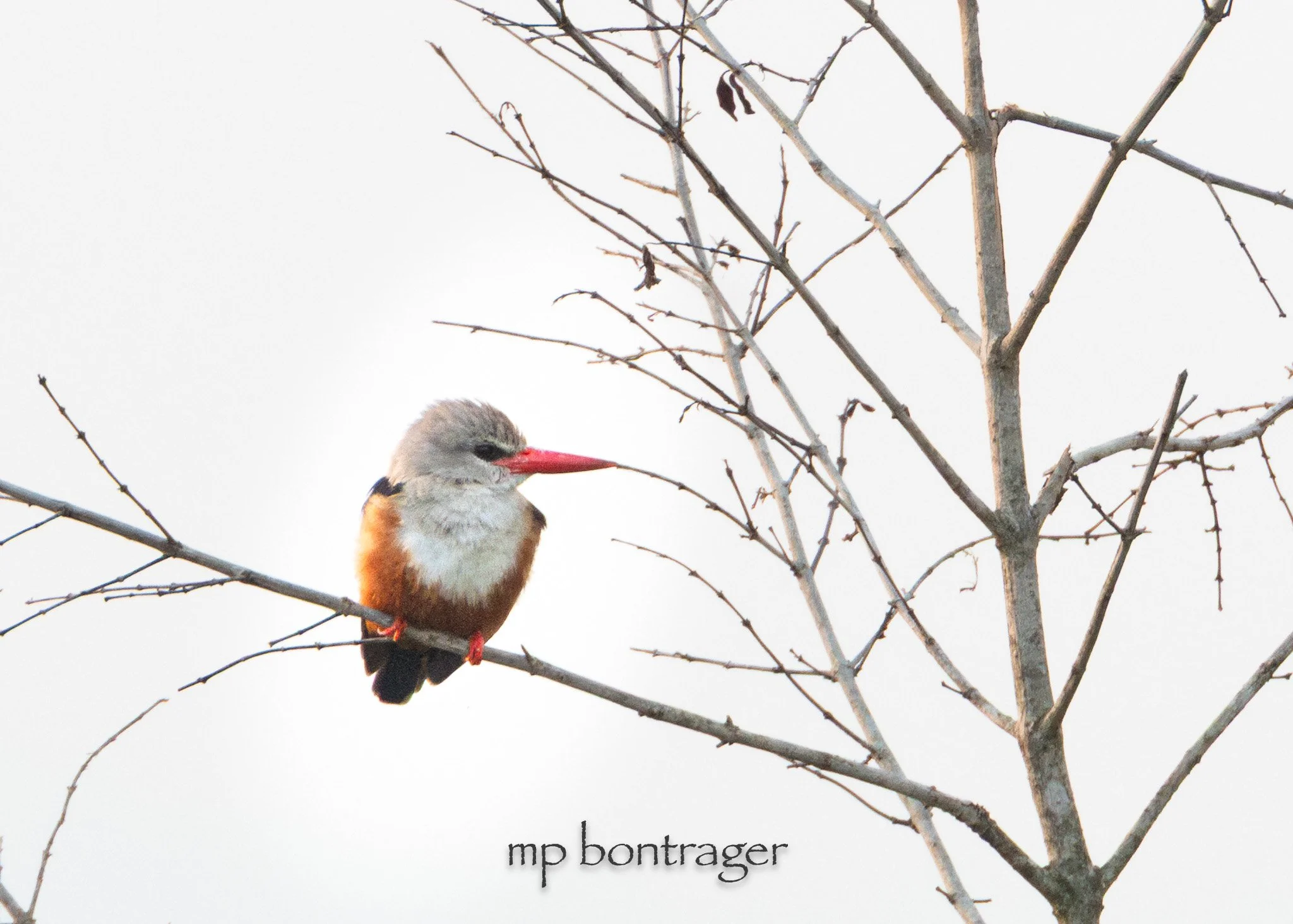 Grey-headed Kingfisher