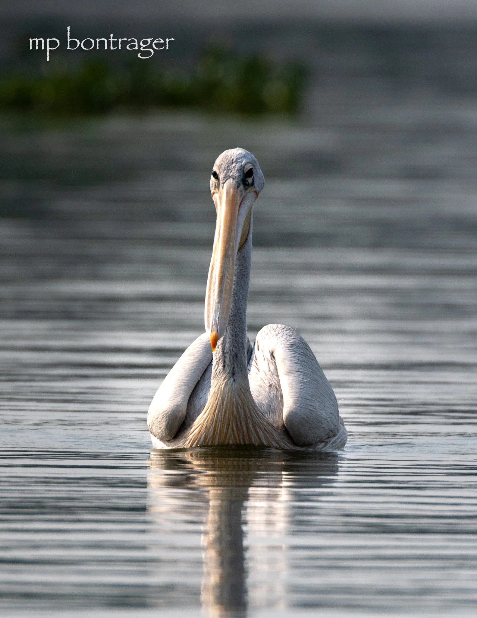 Pink-backed Pelican