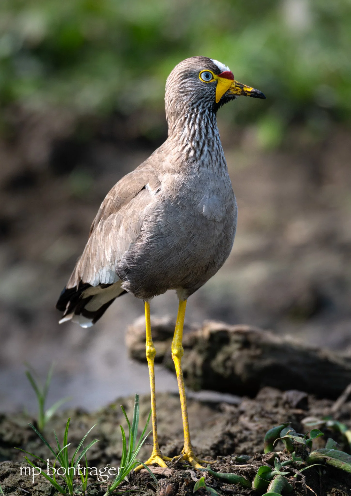 African Whattled Lapwing