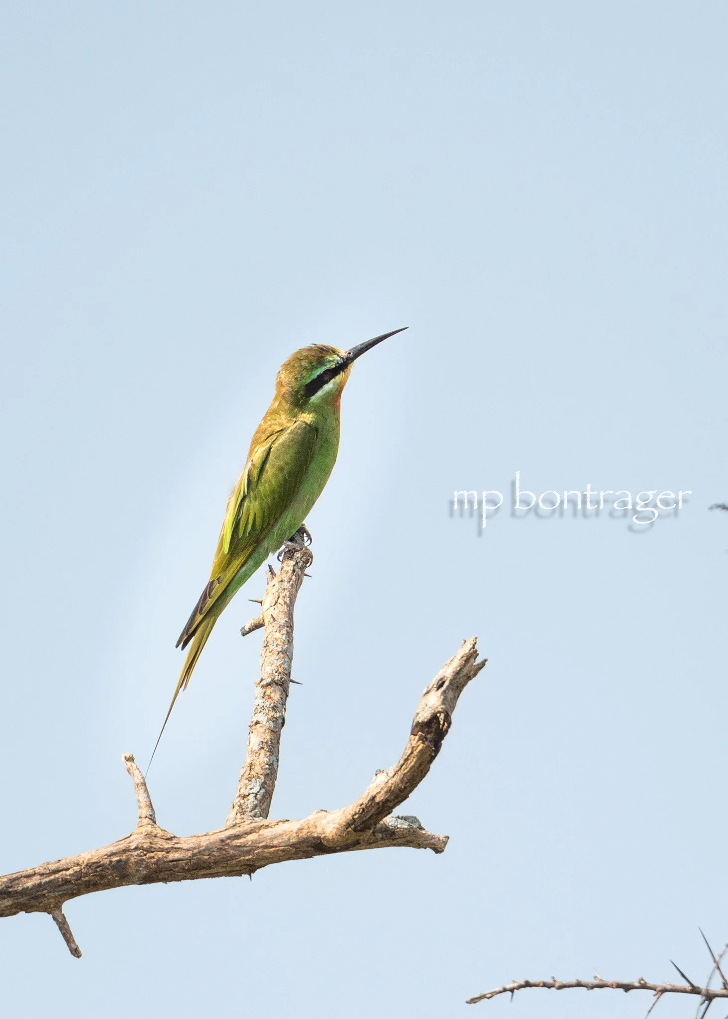 Blue-cheeked Bee-eater