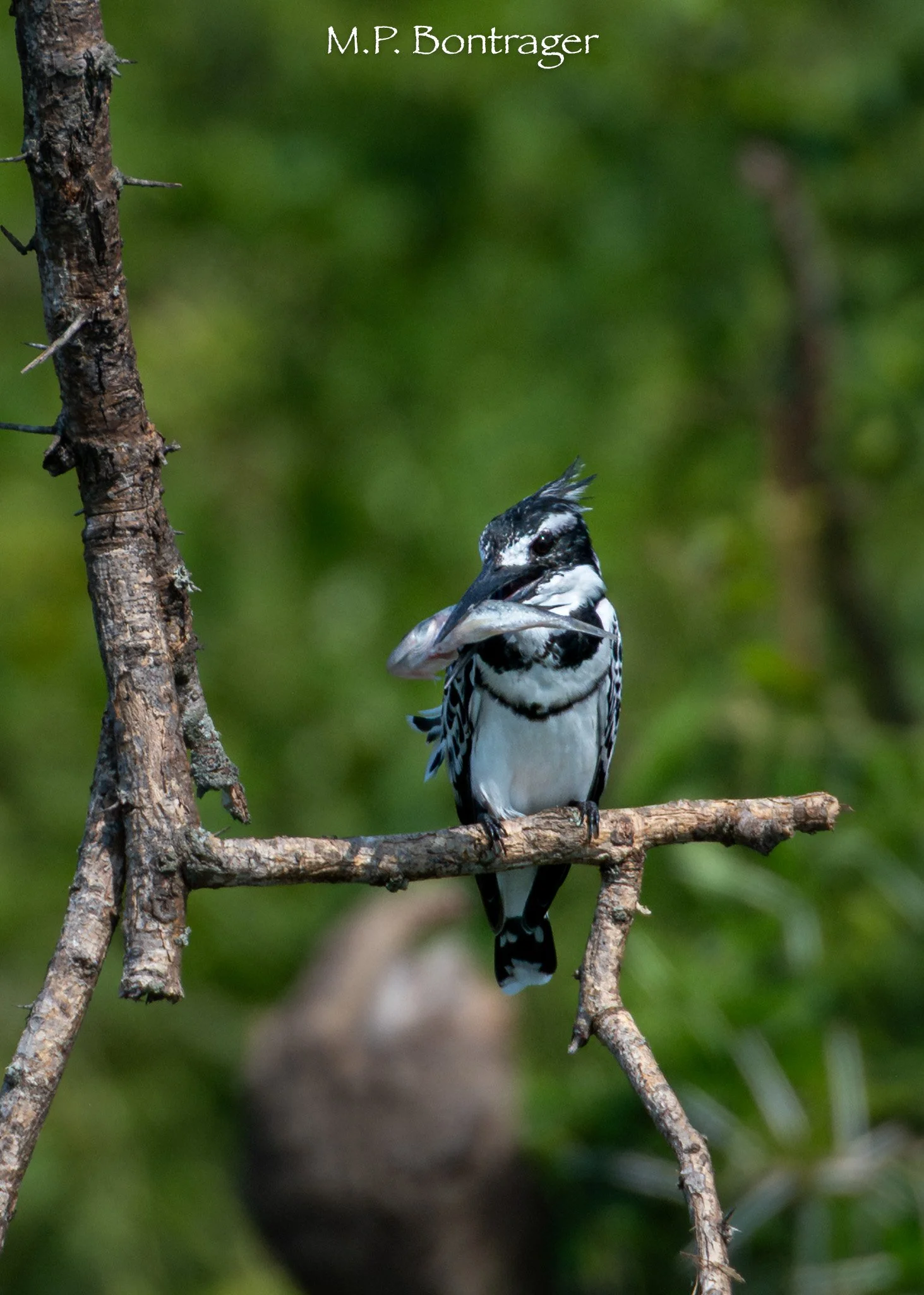 Pied Kingfisher