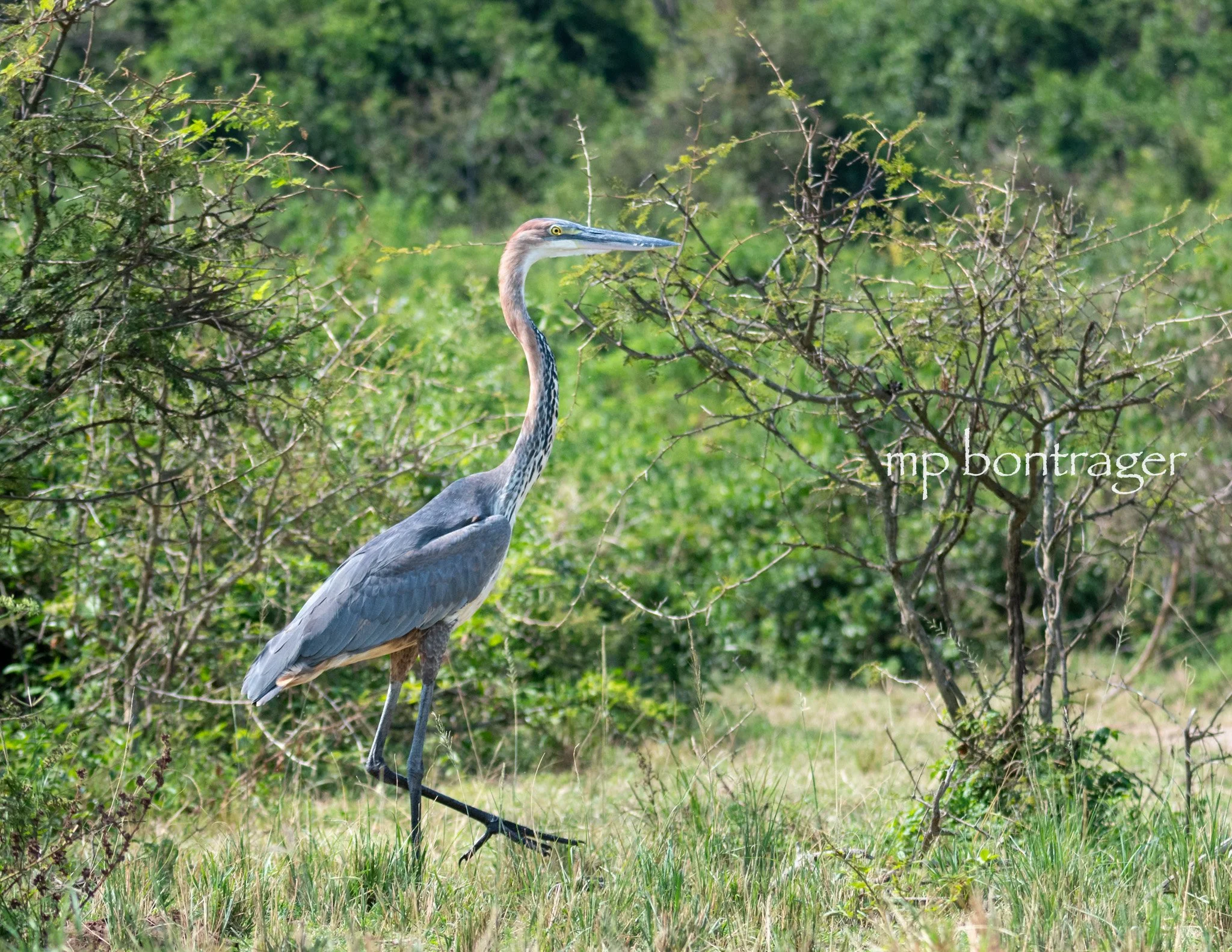 Goliath Heron