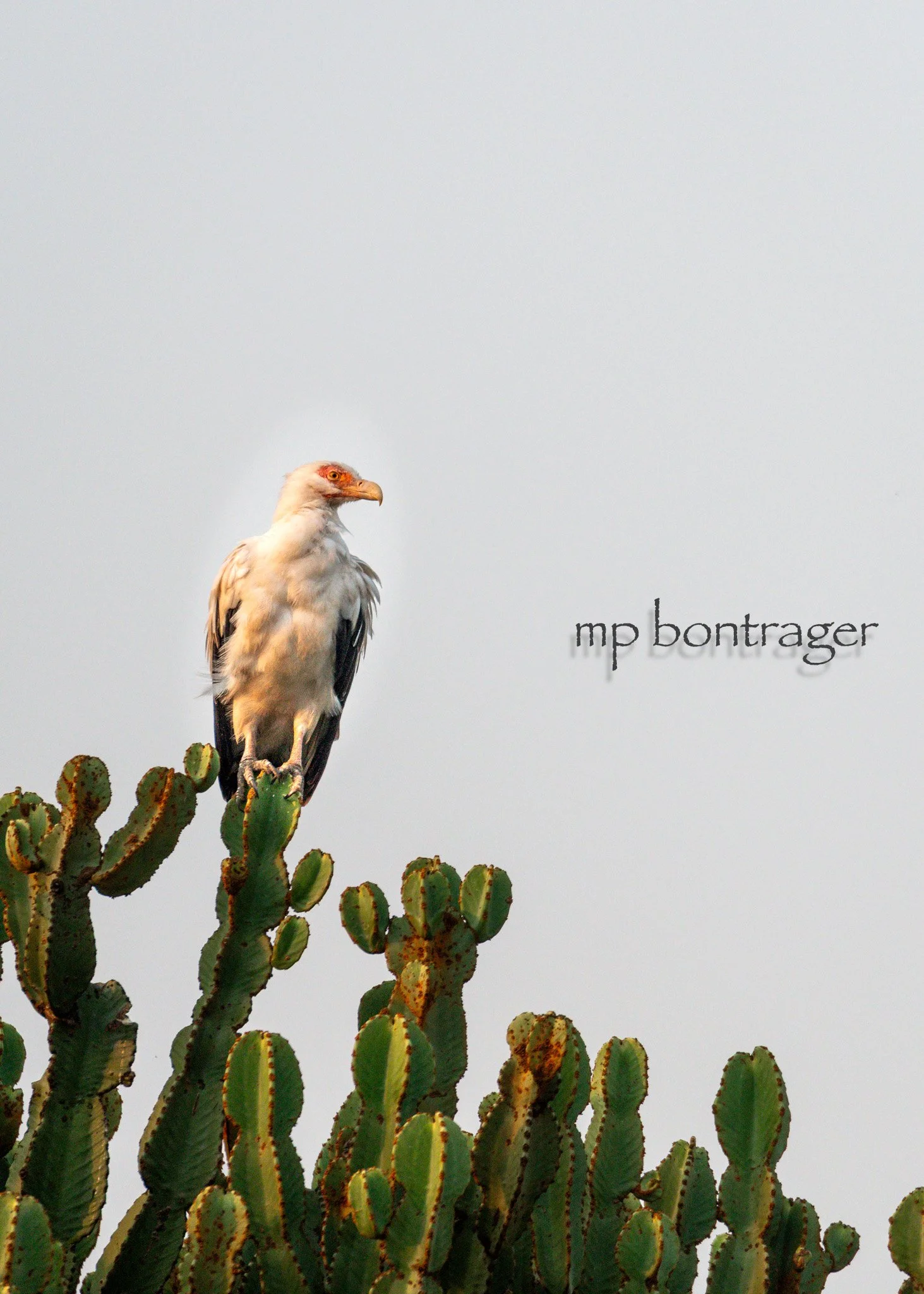 Palm Nut Vulture