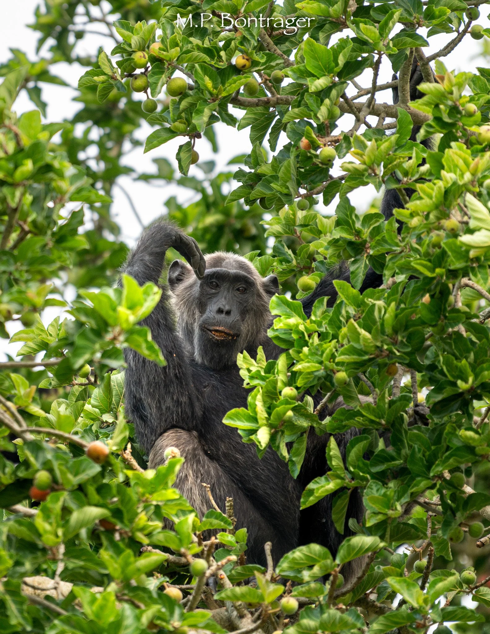 Middle-aged Chimpanzee