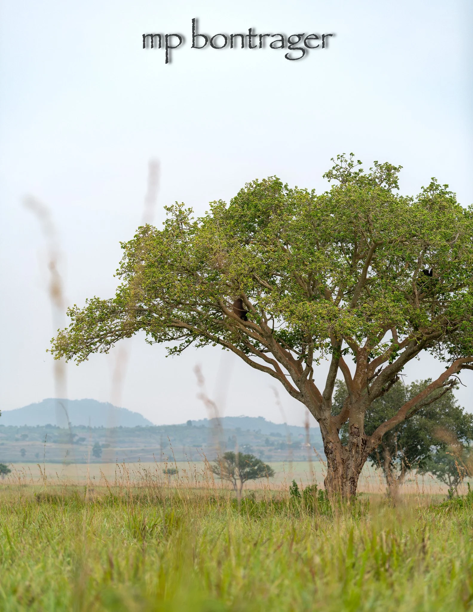 Fig Tree enjoyed by chimps and eles
