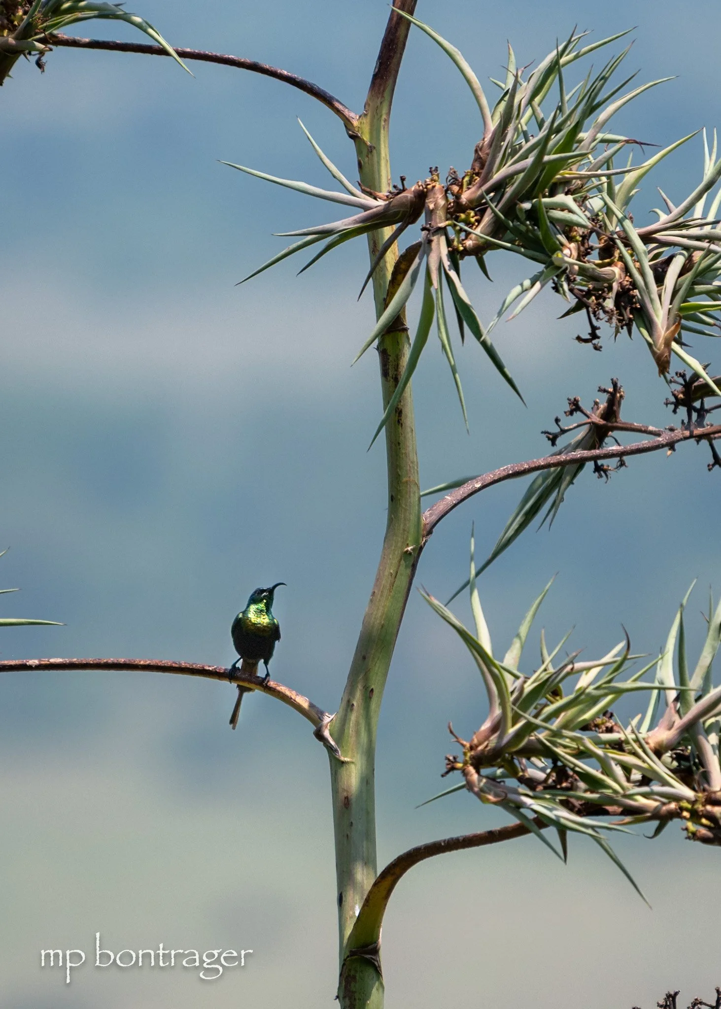 (Bronze) Sunbird 