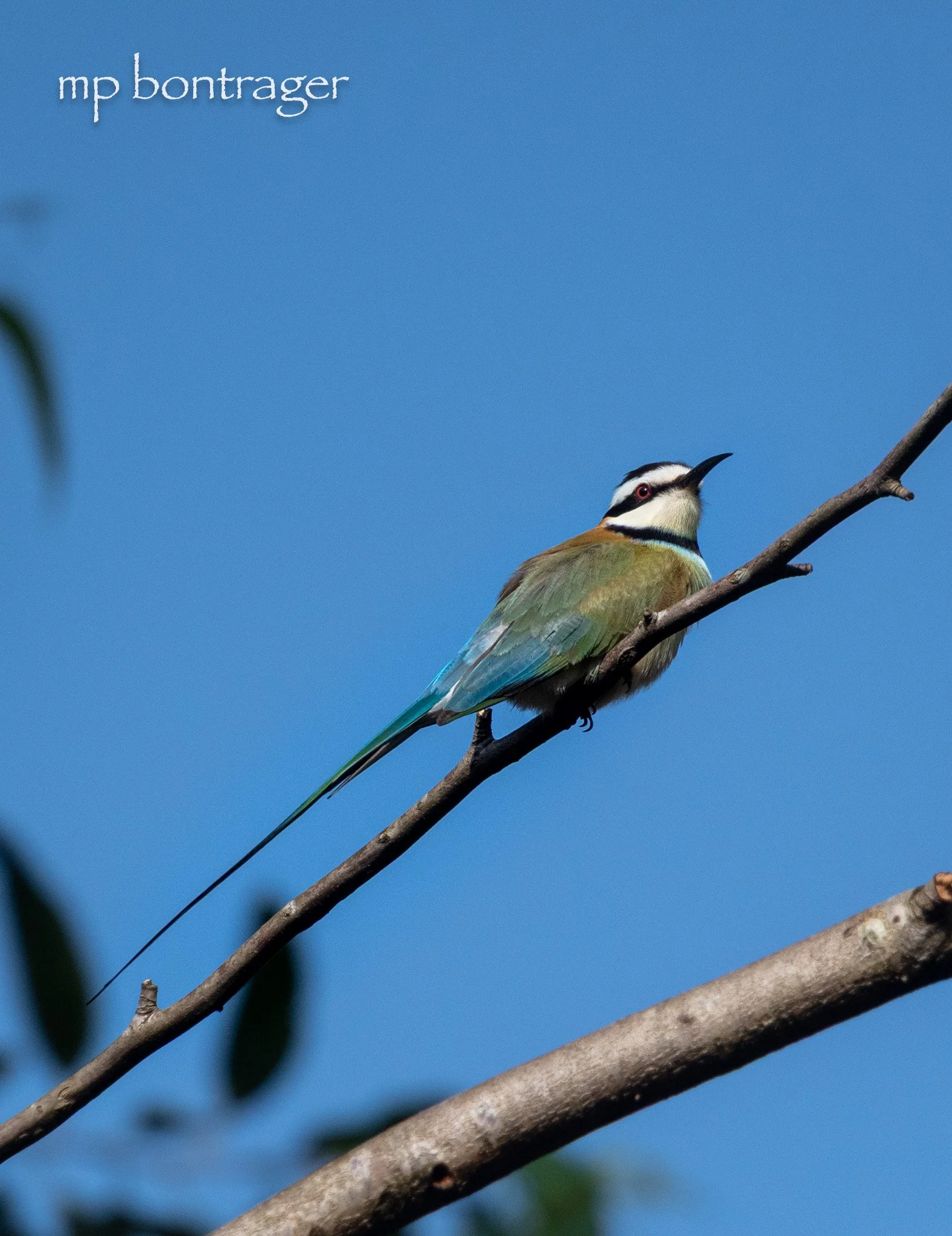 White-throated Bee-eater