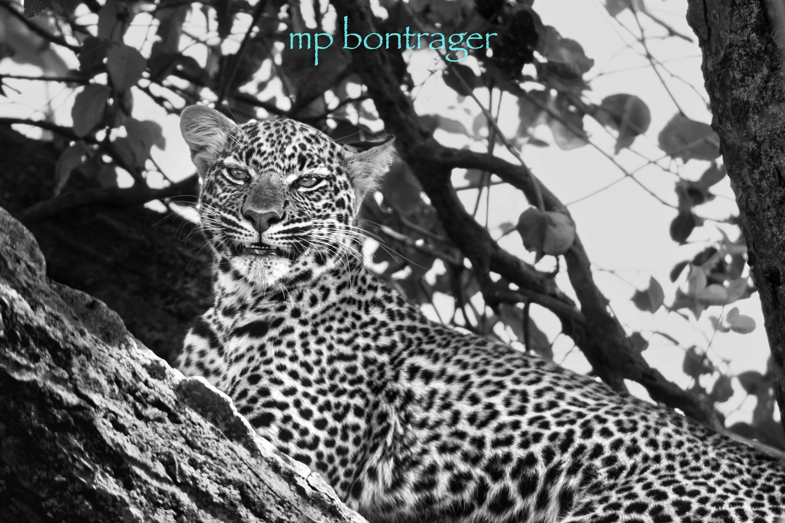 leopard.jpg