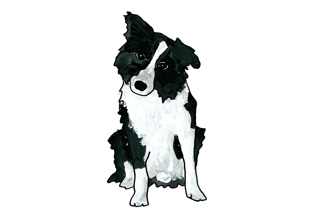 Web_dogs_layouts4.jpg