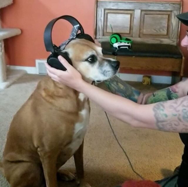 Isley got to talk to my sister through my Steelseries ps4 headset,and she was so stoked! 
#quarantinelife #dog