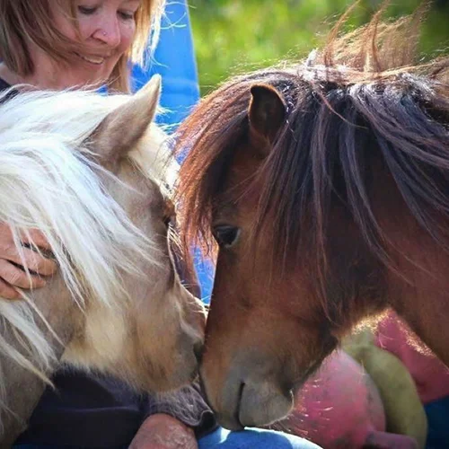 Triple H Mini Horse Rescue. Bismark, North Dakota