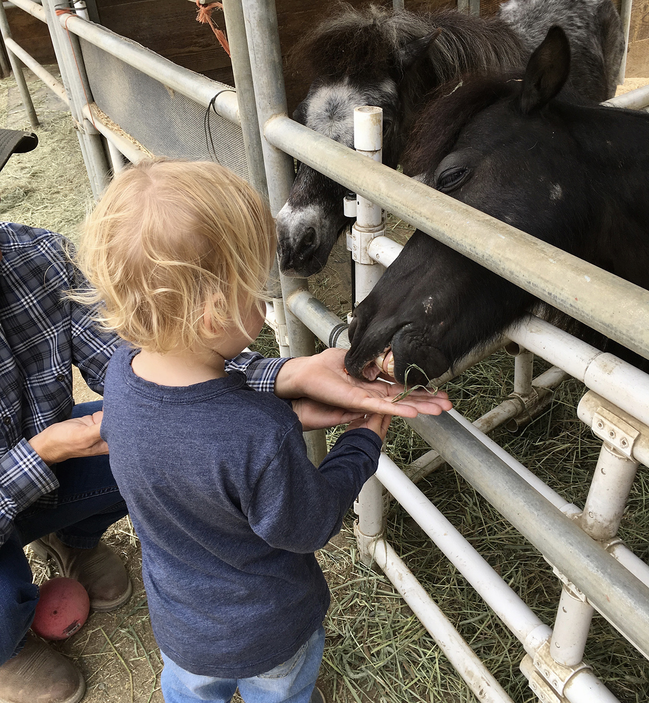 rootbeer_edward_making_friends_with_toddler.jpg