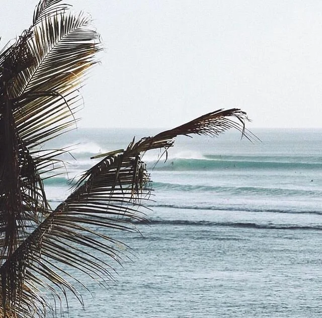 // the winds, the breeze, the palms and the seas // ✨
www.bonejackedswim.com