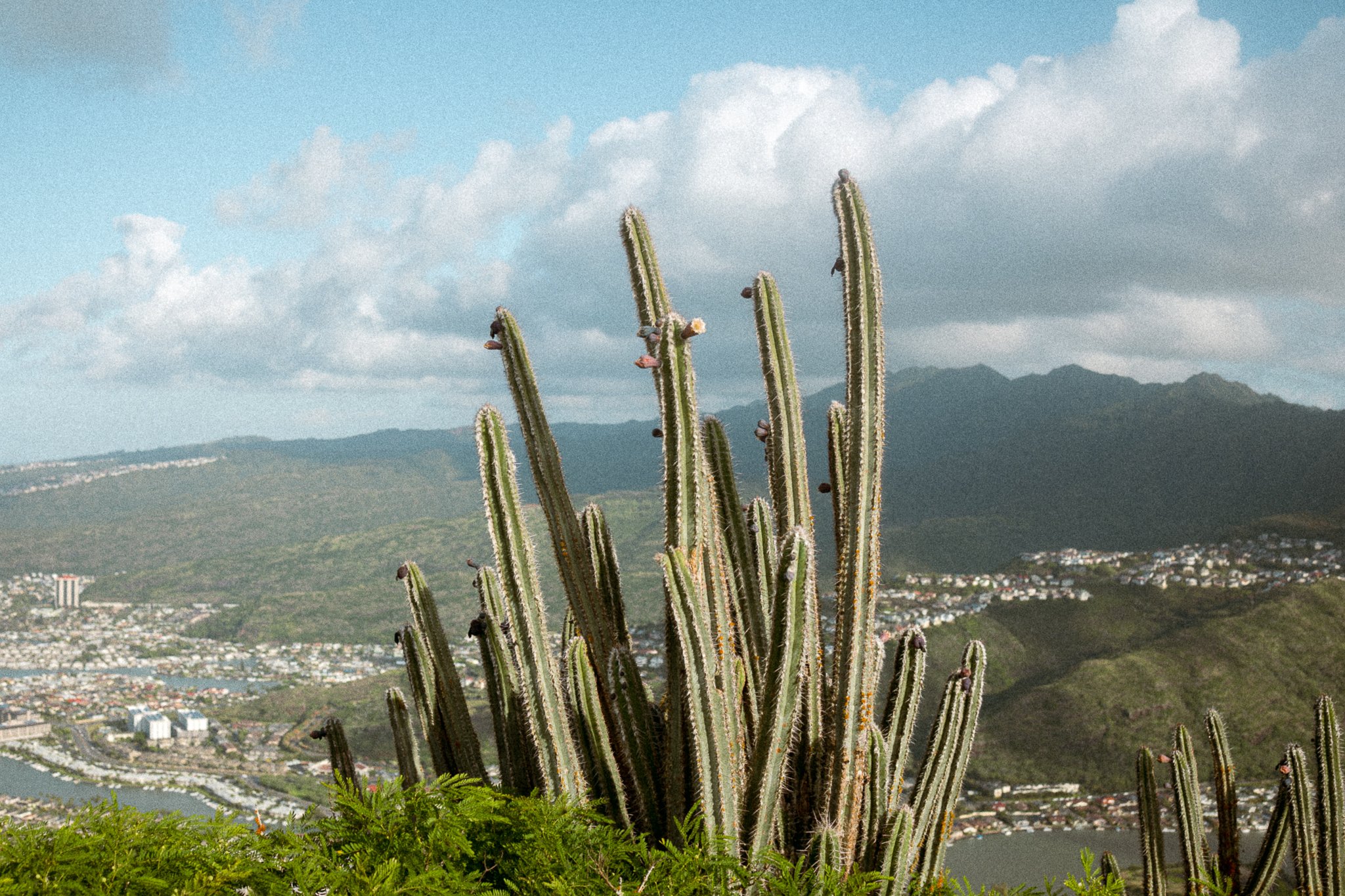 Tall cacti with mountainous landscape and city in the background under a cloudy sky.