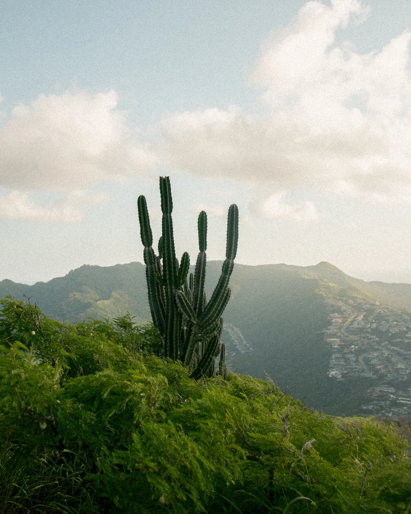 Tall cactus surrounded by green foliage on a mountain with a city in the valley on the island of Oahu and a cloudy sky overhead.