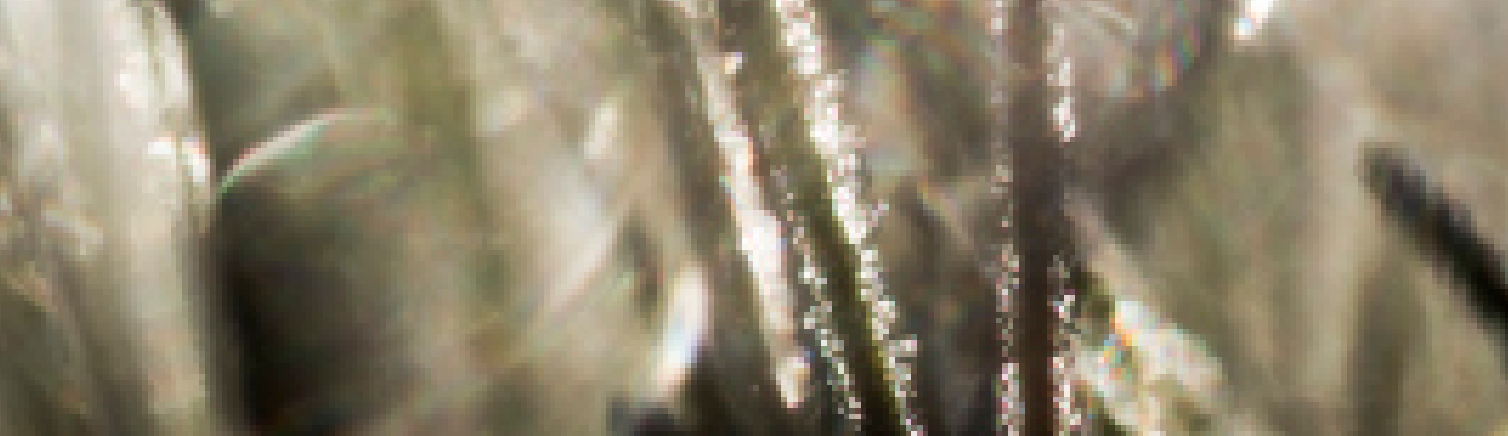 pala2.png