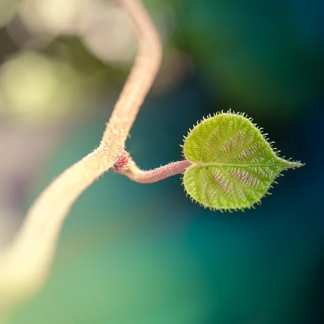 flickr - leaf.jpg