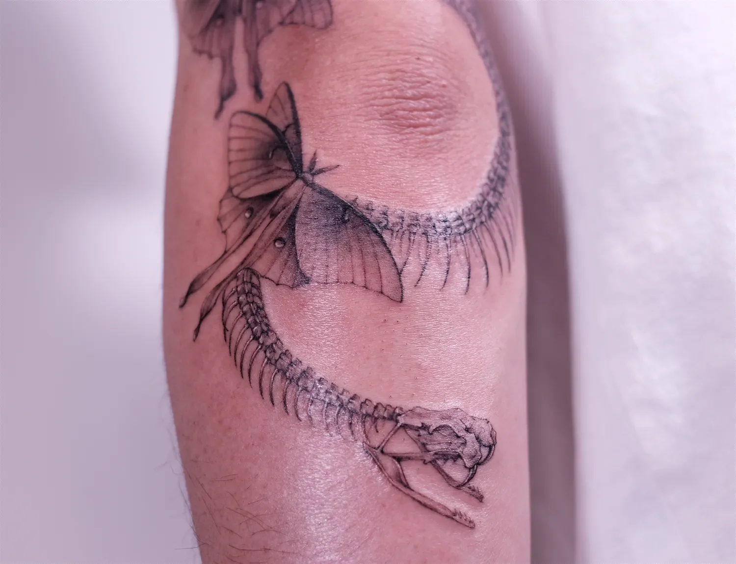 fineline-tattoo-snakes-skeleton2.webp