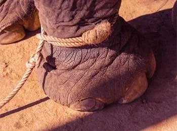 Breaking Free from the Ropes That Hold You Back