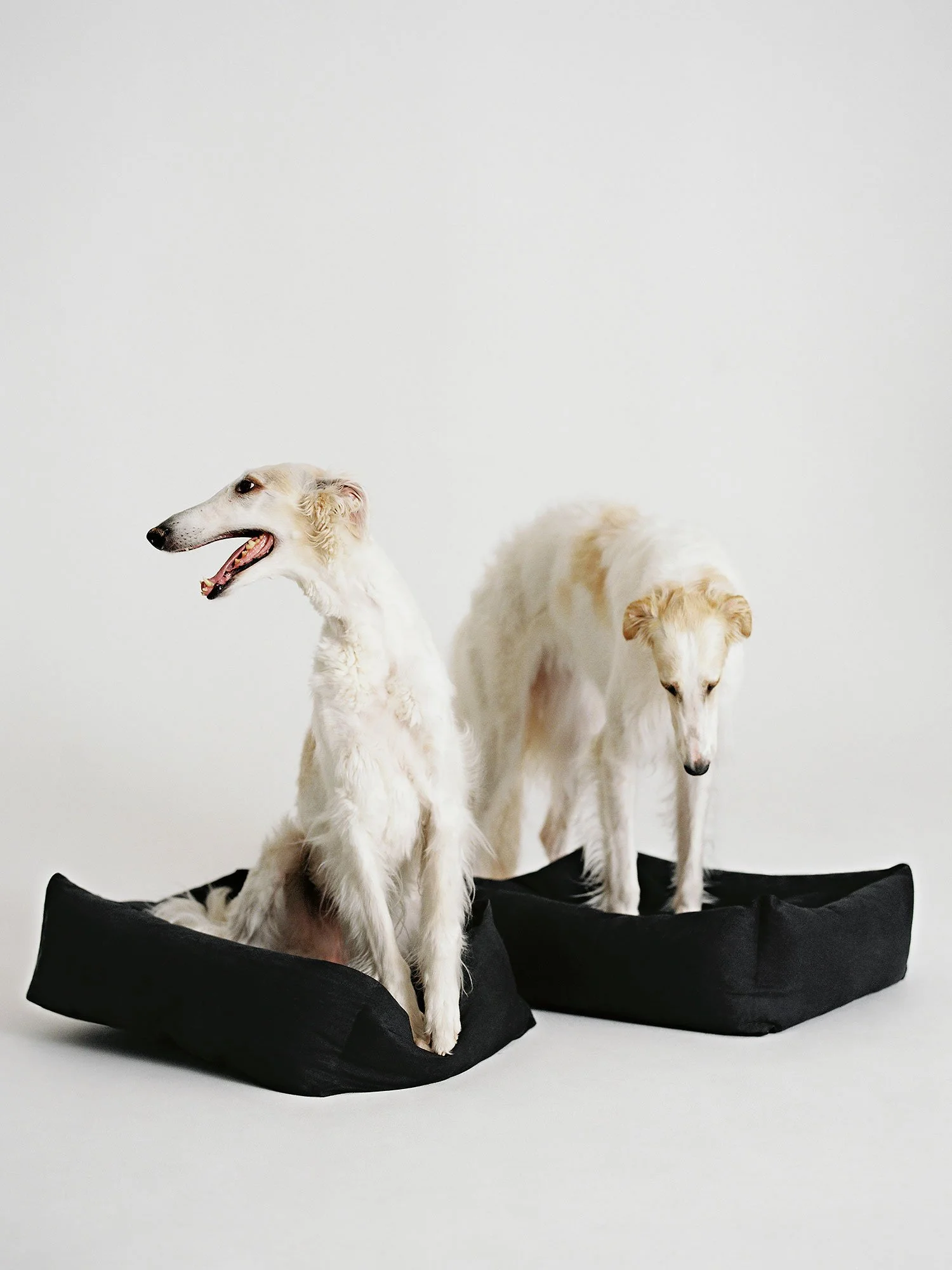 ARKET_22304_DOGS_3_PR.jpg