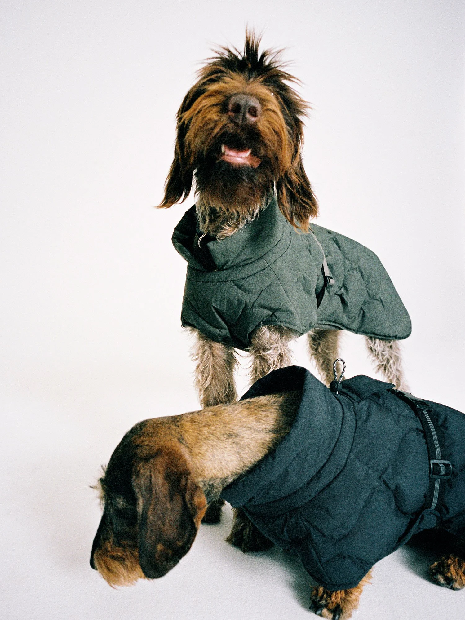 ARKET_22304_DOGS_7_PR.jpg
