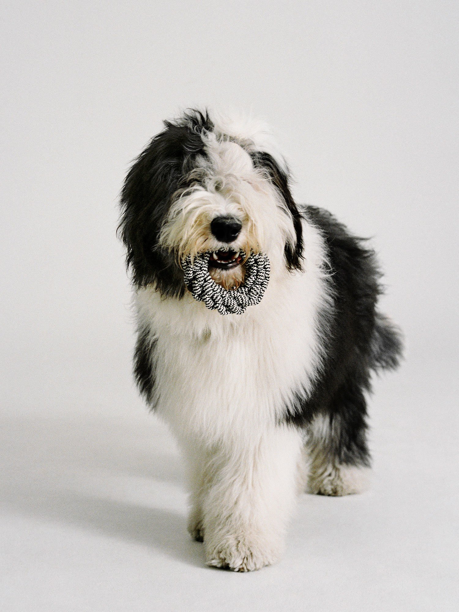 ARKET_22304_DOGS_8_PR.jpg
