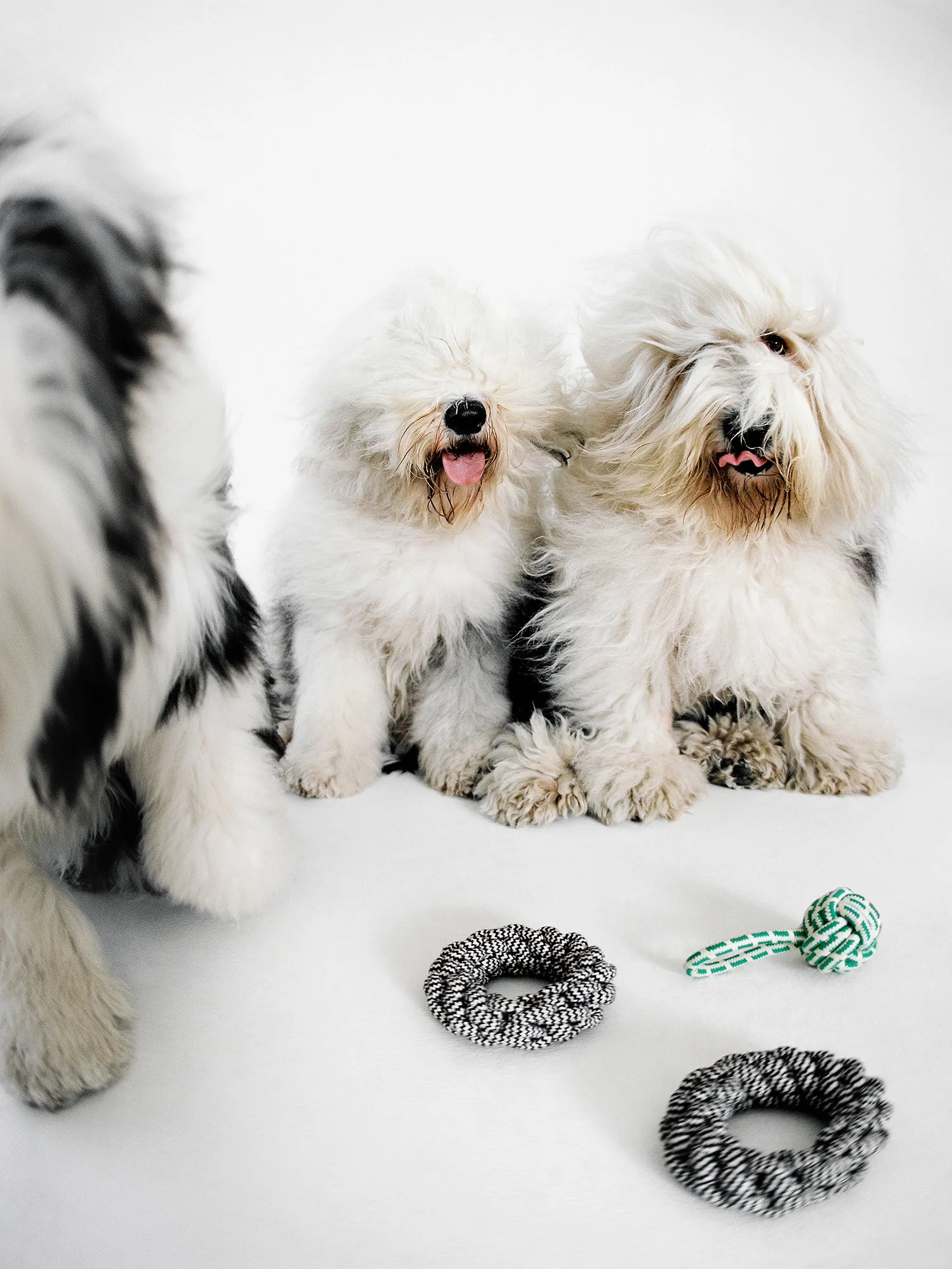 ARKET_22304_DOGS_11_PR.jpg