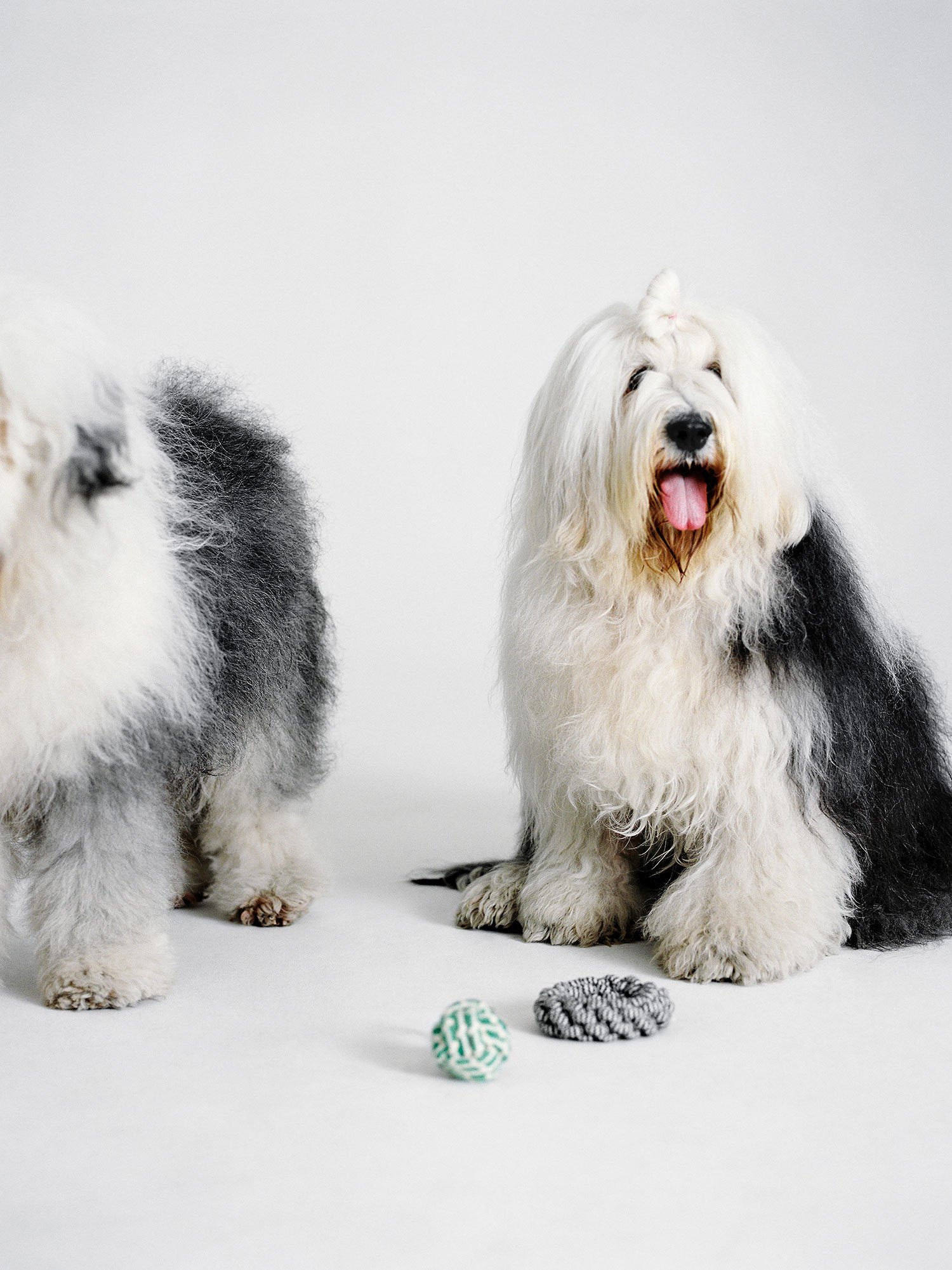 ARKET_22304_DOGS_10_PR.jpg