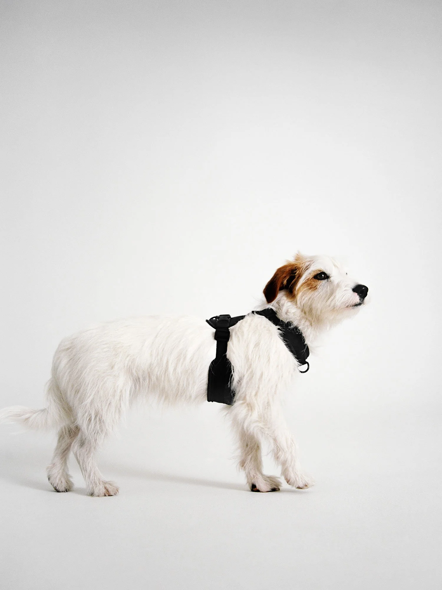 ARKET_22304_DOGS_12_PR.jpg