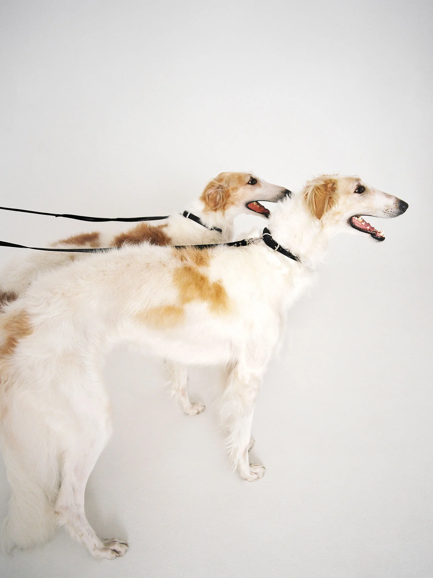 ARKET_22304_DOGS_16_PR.jpg