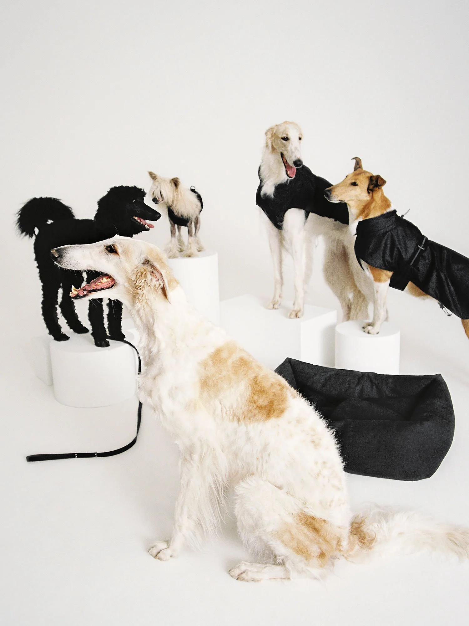 ARKET_22304_DOGS_14_PR.jpg