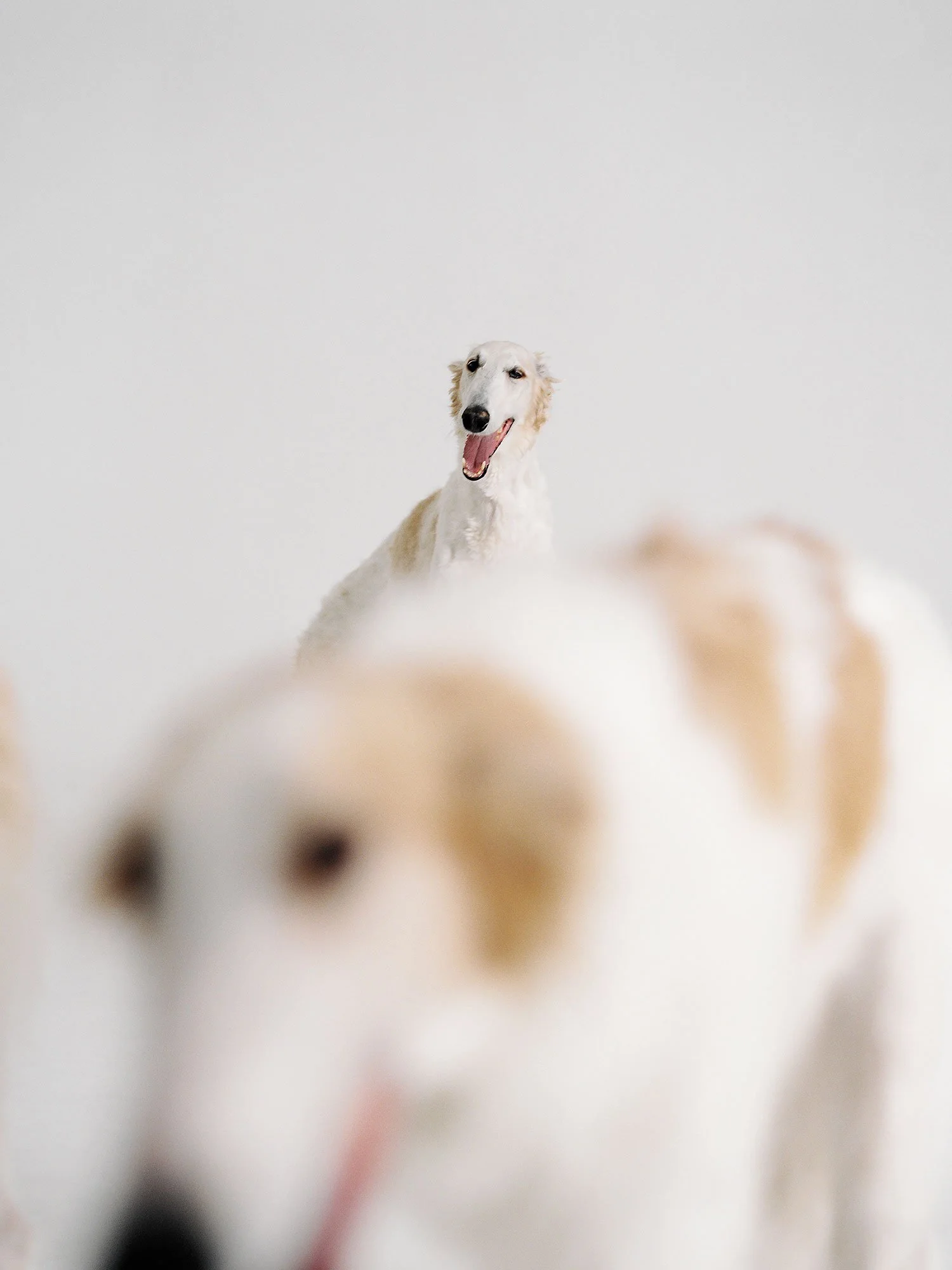 ARKET_22304_DOGS_18_PR.jpg