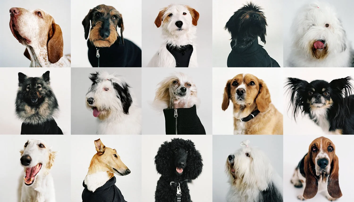 ARKET_22304_DOGS_Hero.jpg