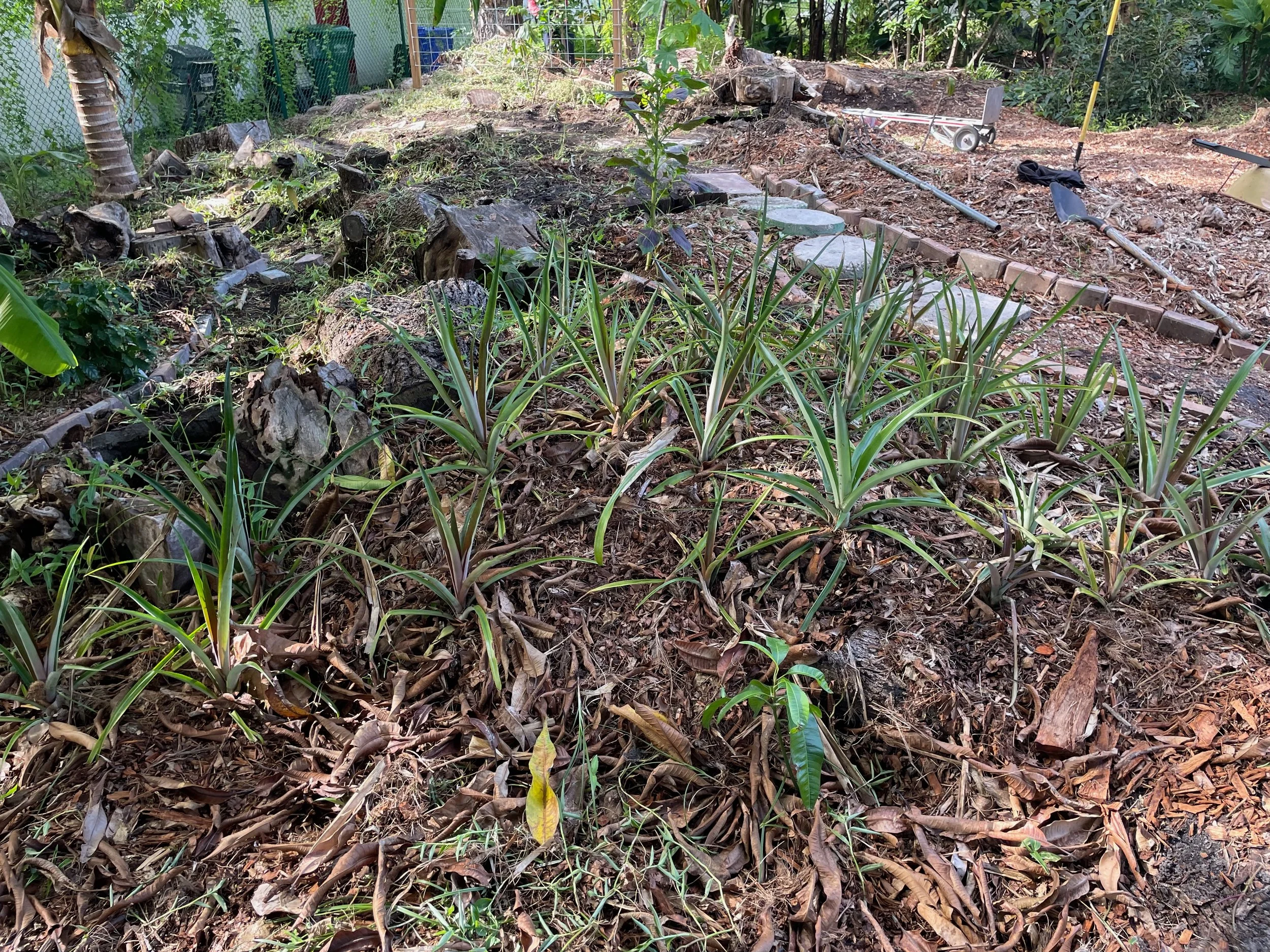 Pineapple patch