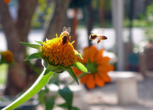 bee on mexican sunflower2.png
