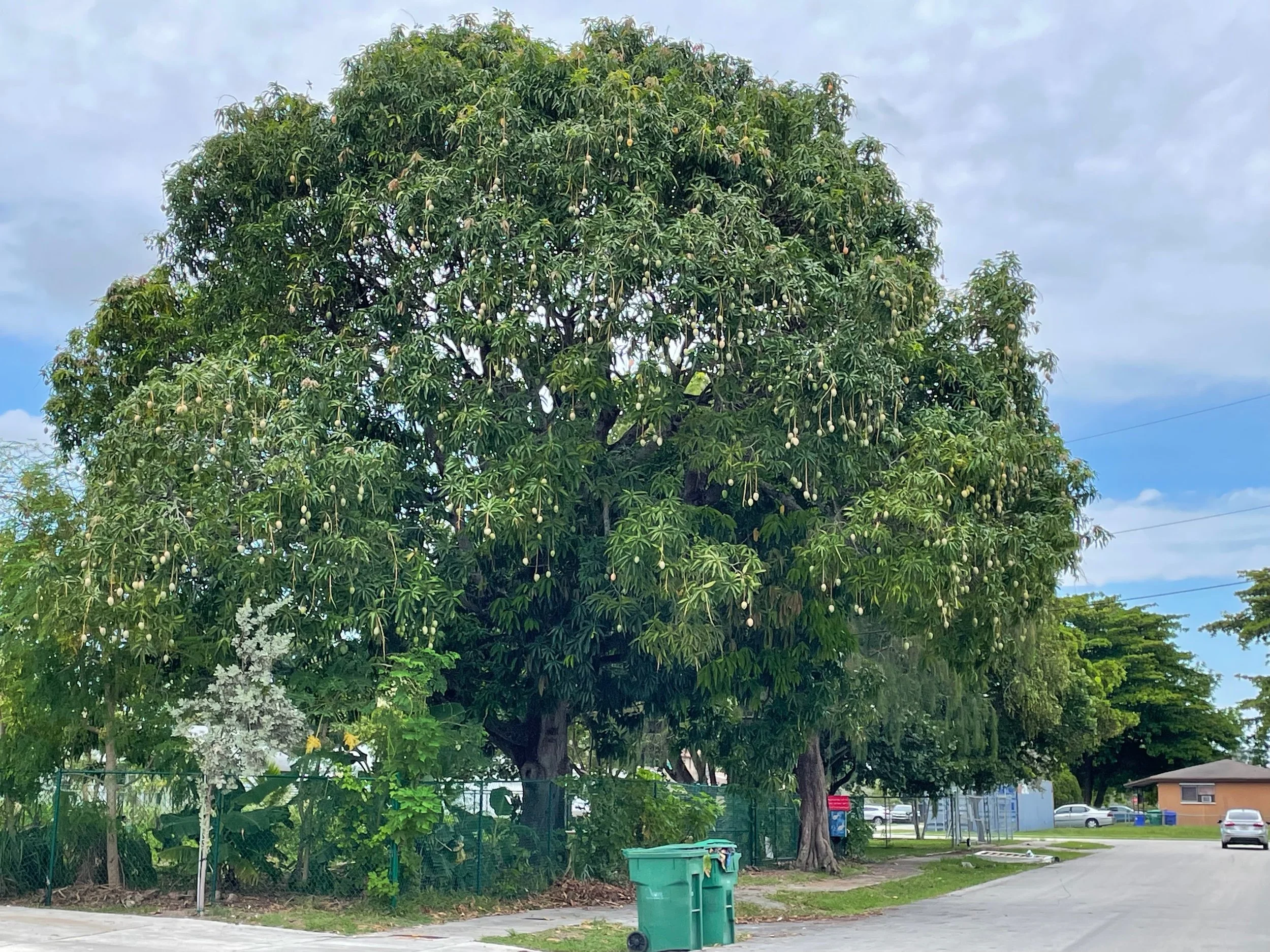 The legendary Mango Tree