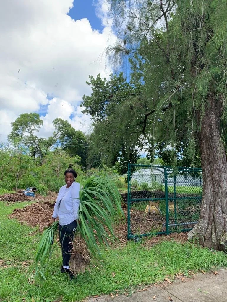 Lemongrass harvest