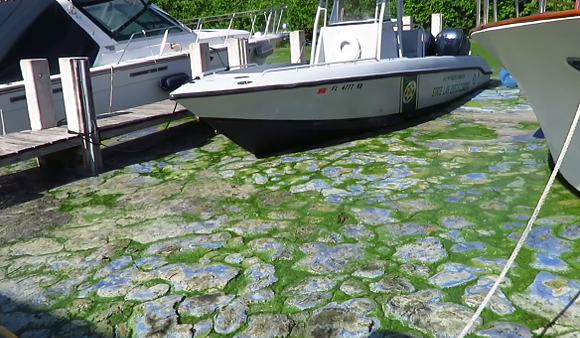 ACLU: Florida failed to warn public of danger during toxic algae bloom crisis
