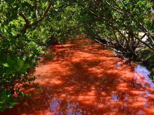 Plankton that turned Cocoa Beach canals 'tomato soup' red return with a vengeance