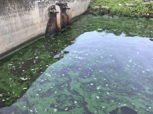 Scientists Report Blue-Green Algae Pouring Out Lake Okeechobee Toward St. Lucie River