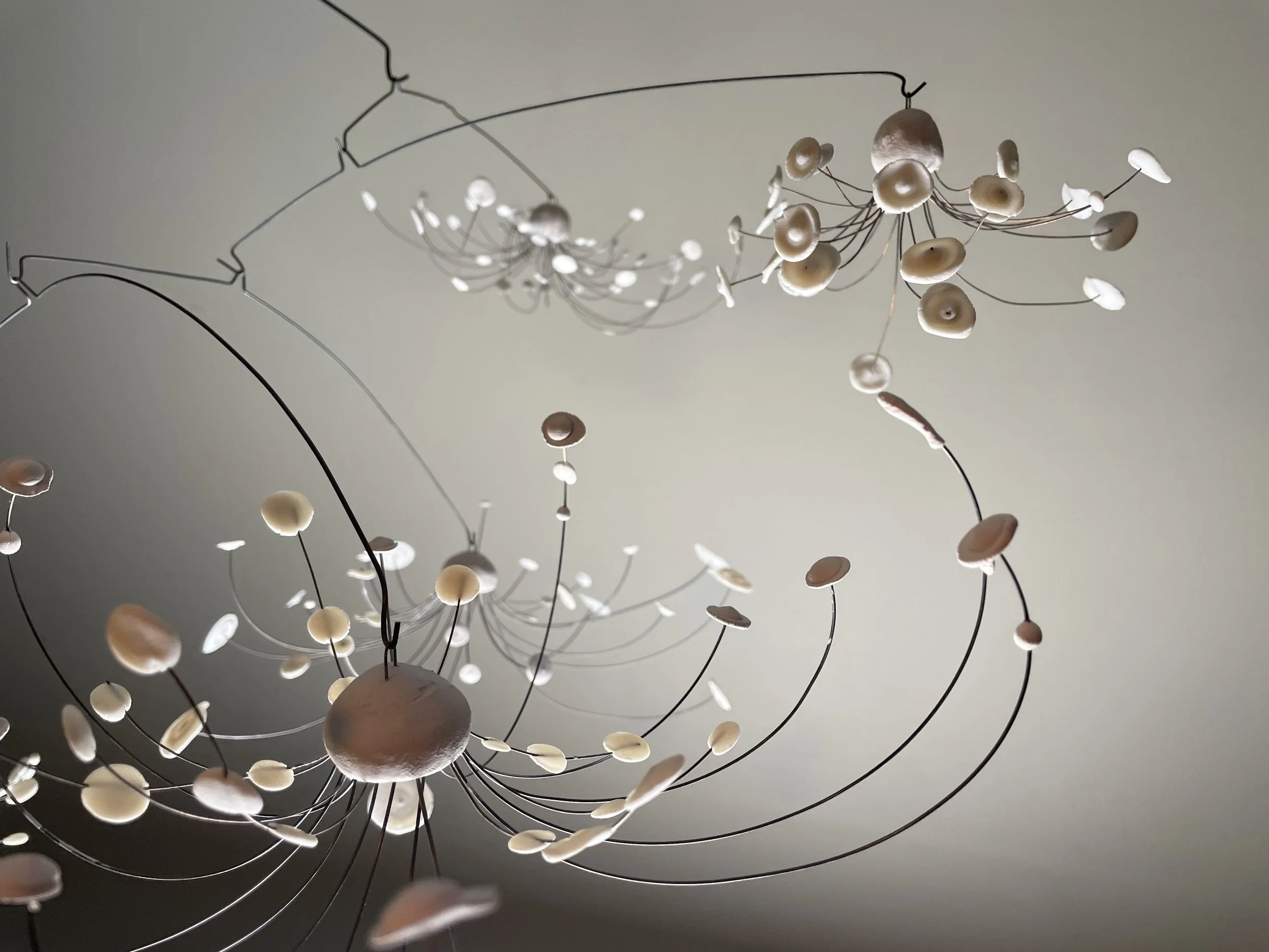  Shore Encounters  Encounters on summer beaches and country roads with jelly fish and wild native flora 