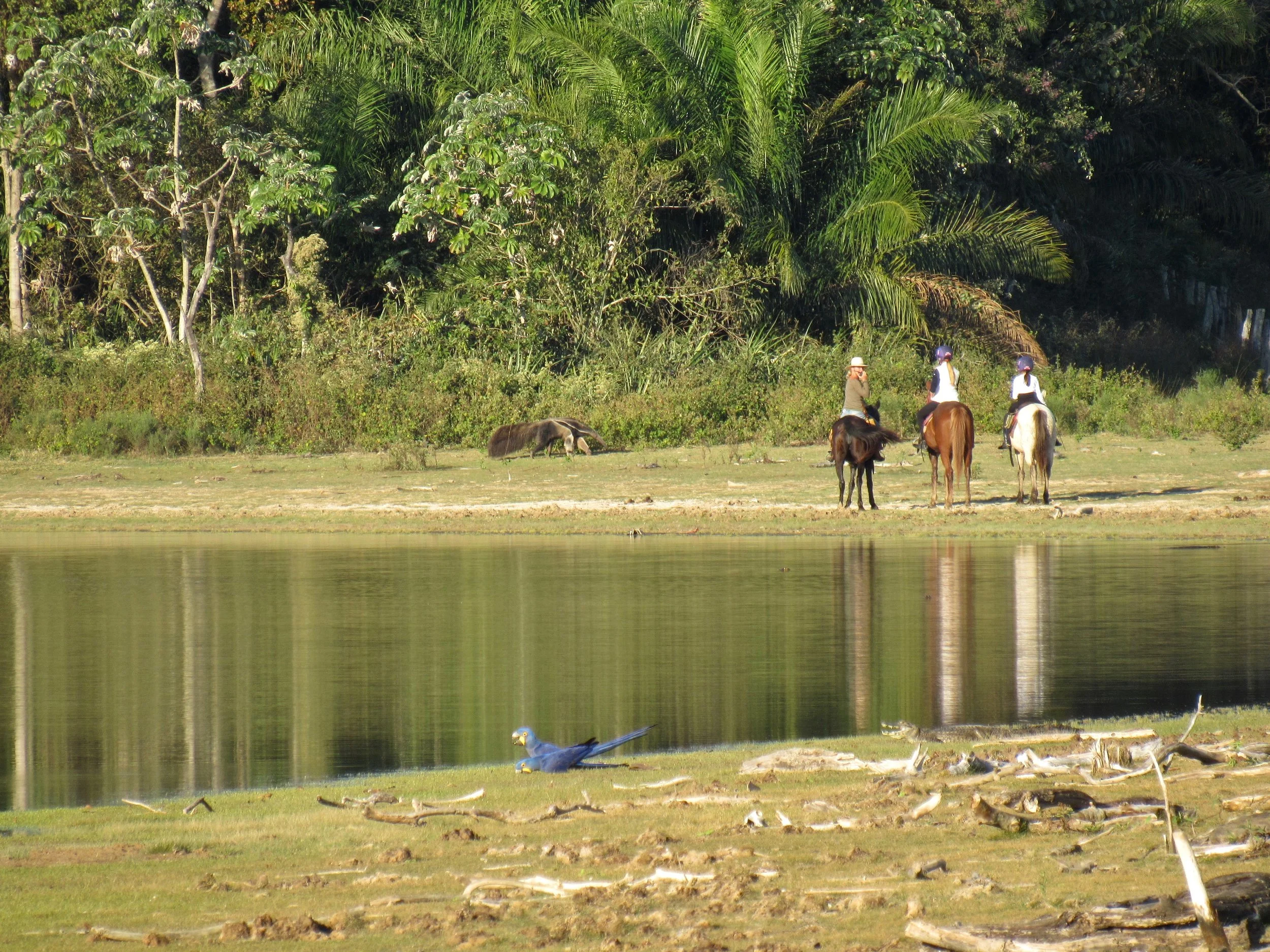 Horseriding and Giant Anteater