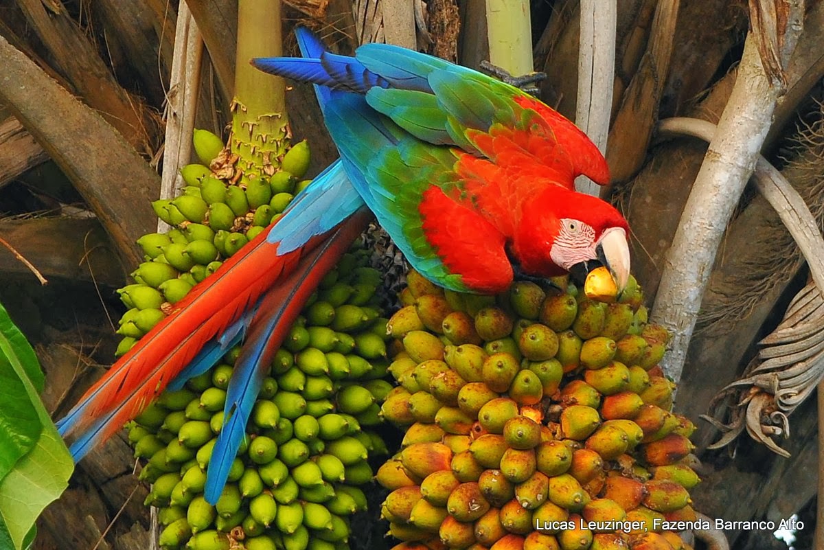 Red-and-green macaw